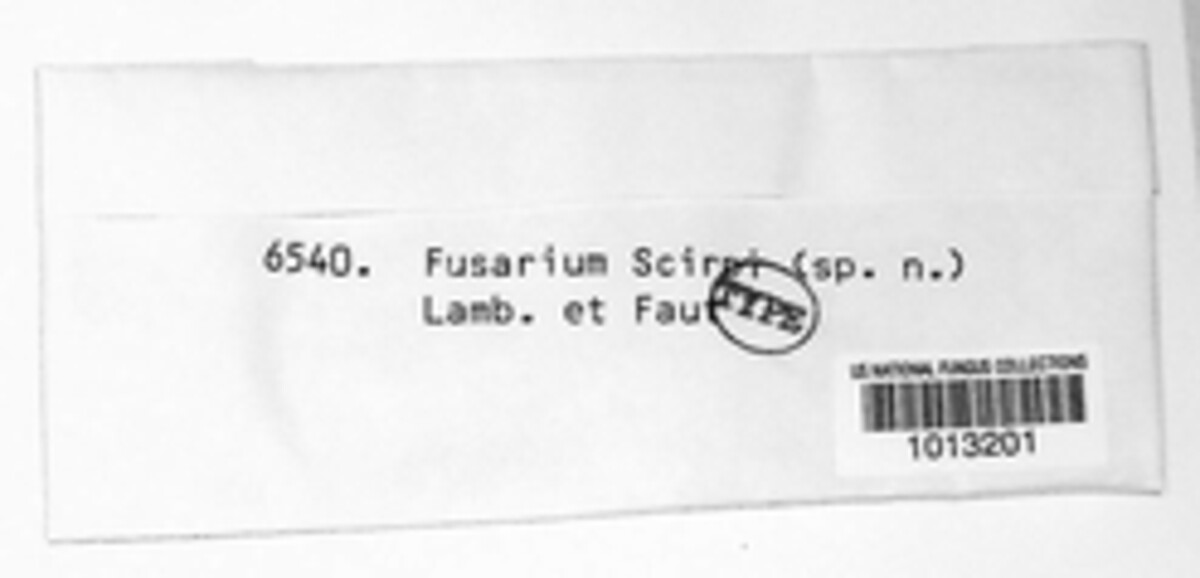Fusarium scirpi image
